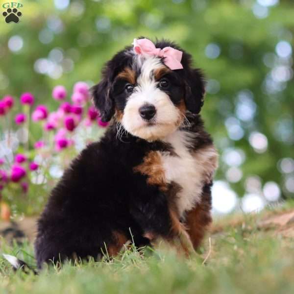 Maggie May, Mini Bernedoodle Puppy